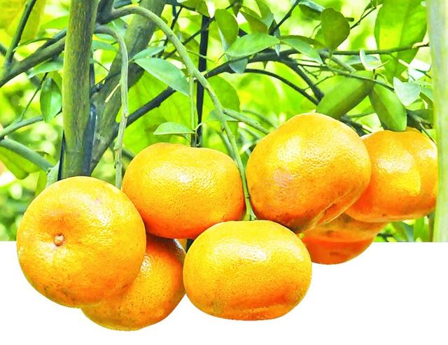 10 món ngon rất lạ không thể bỏ qua ở Đồng Tháp