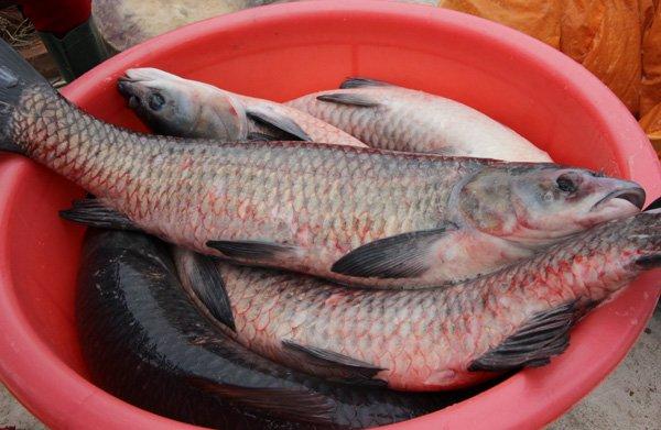 Bí mật 10 loại gia vị có trong nồi cá kho làng Vũ Đại