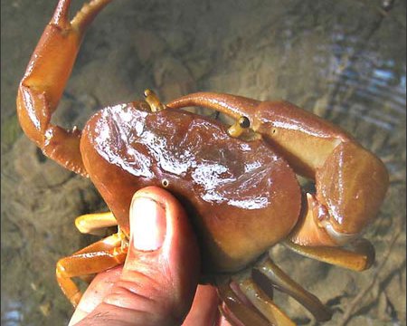 bi quyet mua cua ghe Bí quyết mua cua, ghẹ