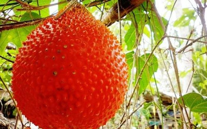 Bí quyết nấu xôi gấc dẻo thơm, đỏ tưng bừng cho mâm cỗ ngày Tết thêm rực rỡ