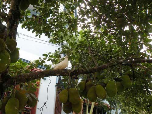 Bồ câu đã đời không thua vịt trời