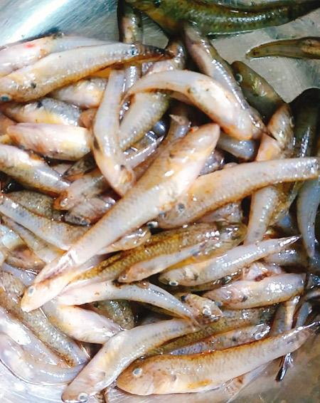 Cá bống chiên giòn