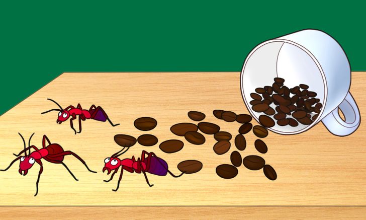 Cà phê không chỉ dùng để uống mà còn đem lại nhiều lợi ích không ngờ cho ngôi nhà của bạn