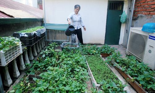 Các loại rau trồng bằng cành mọc nhanh như thổi