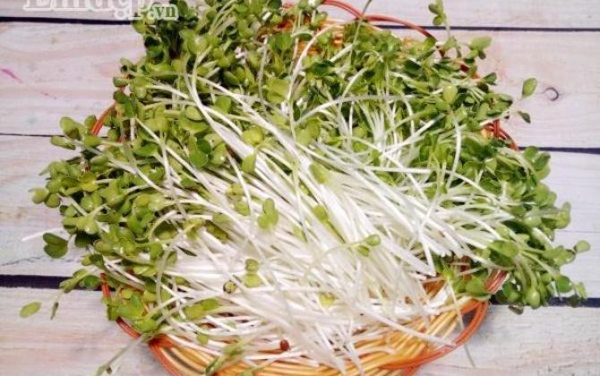 Cách làm salad rau mầm trộn thịt gà thanh mát, ngọt dịu