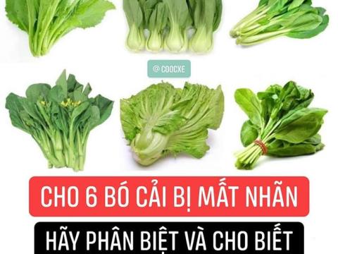 cau do phan biet 6 loai cai moi lay duoc chong gay xon Câu đố phân biệt 6 loại cải mới lấy được chồng gây xôn xao