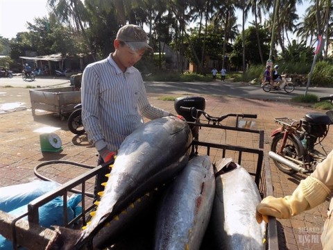 che bien mat ca ngu dai duong dung phong cach phu yen Chế biến "Mắt cá ngừ đại dương" đúng phong cách Phú Yên