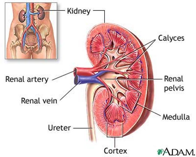 Chế độ ăn cho bệnh nhân suy thận