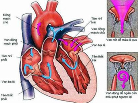 che do an uong kieng ki cho nguoi bi mac benh tim mach Chế độ ăn uống, kiêng kị cho người bị mắc bệnh Tim mạch