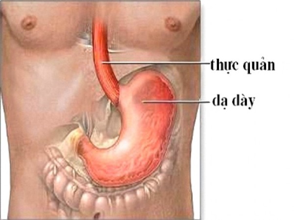 Chế độ ăn uống, kiêng kị cho người bị mắc bệnh Ung thư dạ dày