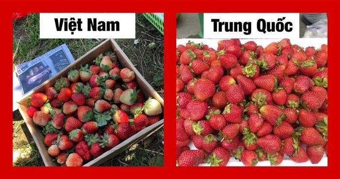 Chỉ cần dùng mắt thường nhìn ra ngay quả Trung Quốc 'đội lốt', chị em thông thái xem ngay
