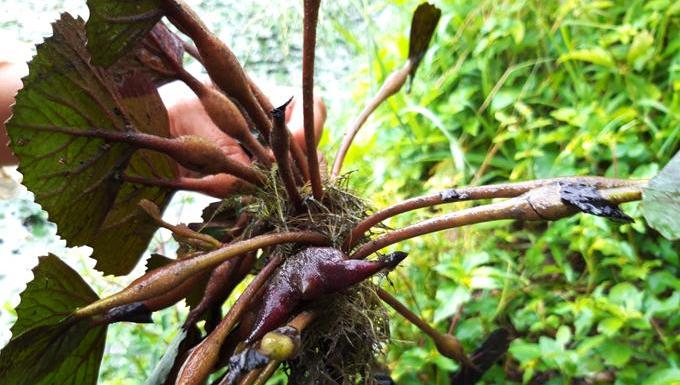 Củ ấu miền Tây - món quà vặt ngọt bùi của trẻ con vùng quê