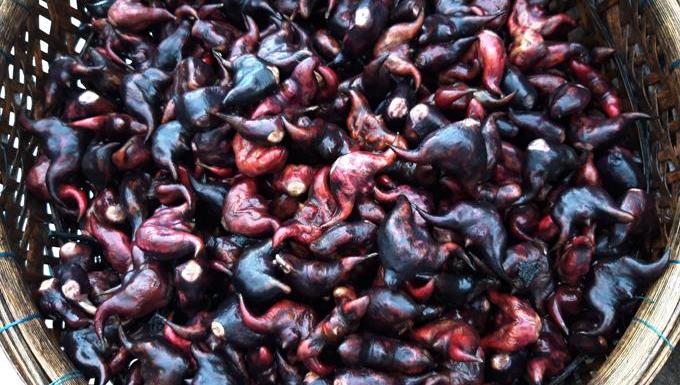 Củ ấu miền Tây - món quà vặt ngọt bùi của trẻ con vùng quê