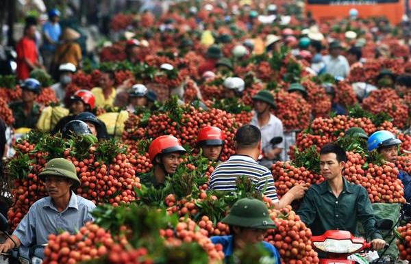 Cứ thoải mái ăn 6 loại quả này mà không sợ hàng Trung Quốc vì chỉ xuất khẩu chứ không nhập