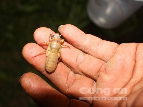 Đêm hè nóng nực đi săn "ve sầu thoát xác"
