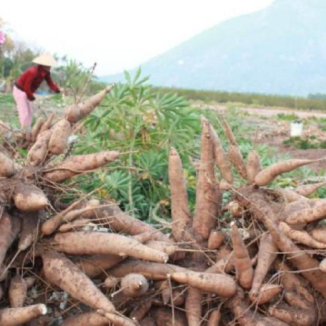 Đừng phiên phiến, hãy gọt thật sạch vỏ của 8 loại thực phẩm này trước khi ăn bởi chúng sẽ trở thành chất độc khi đi vào cơ thể