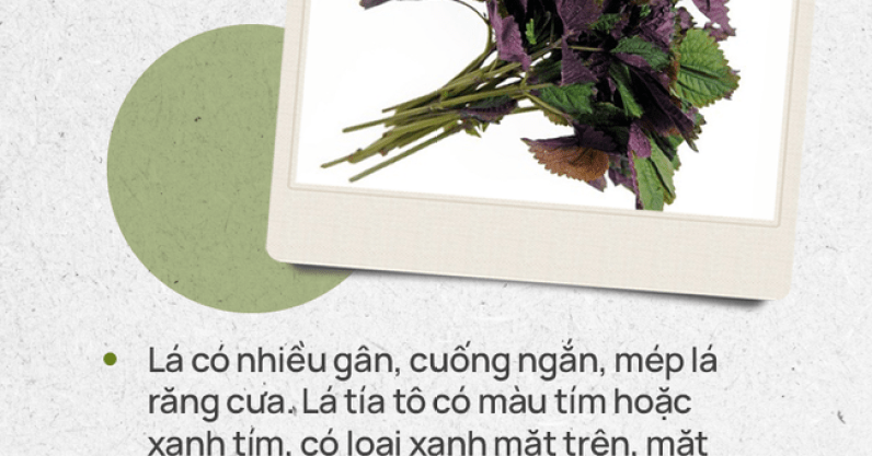 Đừng tự nhận mình là gái đảm nếu chưa phân biệt được các loại rau thơm này hội chị em nhé!