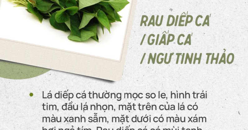 Đừng tự nhận mình là gái đảm nếu chưa phân biệt được các loại rau thơm này hội chị em nhé!