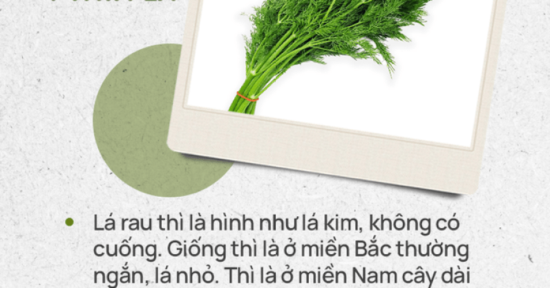 Đừng tự nhận mình là gái đảm nếu chưa phân biệt được các loại rau thơm này hội chị em nhé!