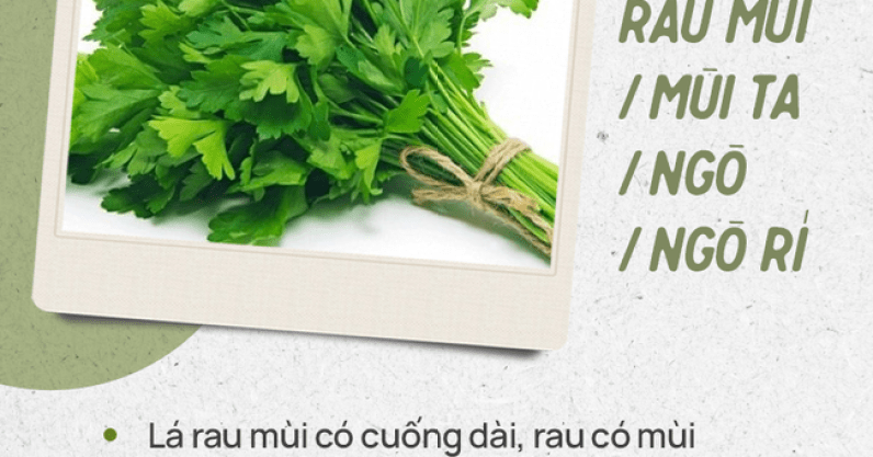 Đừng tự nhận mình là gái đảm nếu chưa phân biệt được các loại rau thơm này hội chị em nhé!