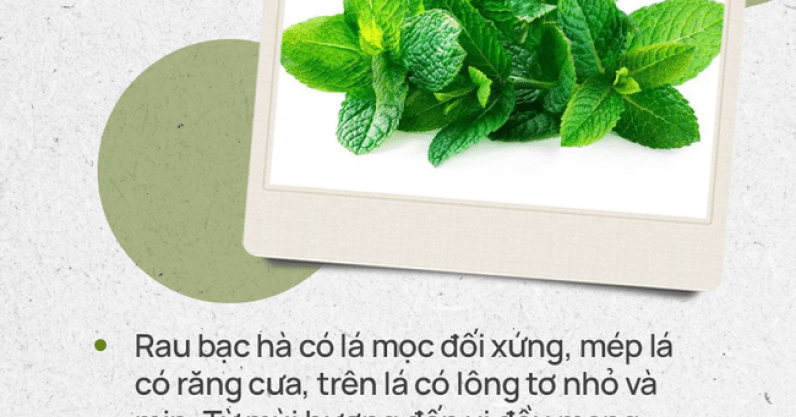 Đừng tự nhận mình là gái đảm nếu chưa phân biệt được các loại rau thơm này hội chị em nhé!