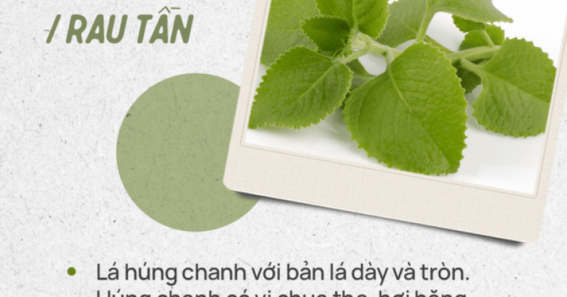 Đừng tự nhận mình là gái đảm nếu chưa phân biệt được các loại rau thơm này hội chị em nhé!