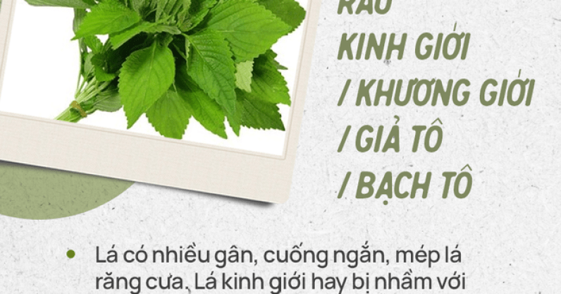 Đừng tự nhận mình là gái đảm nếu chưa phân biệt được các loại rau thơm này hội chị em nhé!