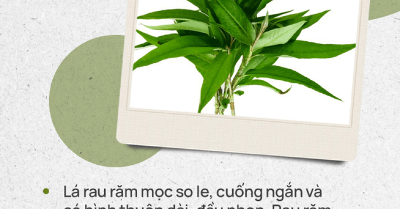 Đừng tự nhận mình là gái đảm nếu chưa phân biệt được các loại rau thơm này hội chị em nhé!