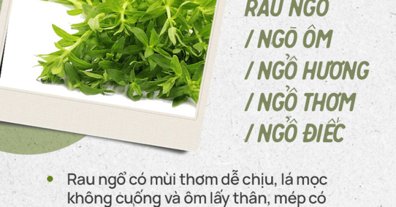 Đừng tự nhận mình là gái đảm nếu chưa phân biệt được các loại rau thơm này hội chị em nhé!