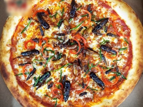 ha noi xuat hien mon pizza co topping chau chau ve sau de men nhin ma hot Hà Nội xuất hiện món pizza có topping châu chấu, ve sầu, dế mèn nhìn mà hốt