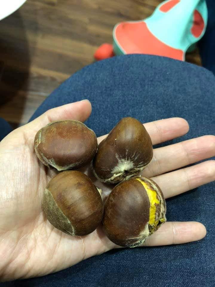 Hạt dẻ Trùng Khánh
