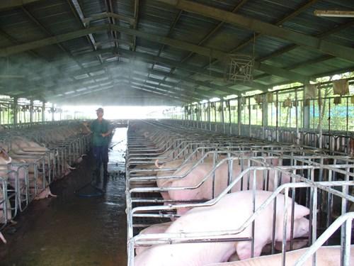 Heo thảo mộc đã có mặt trên thị trường