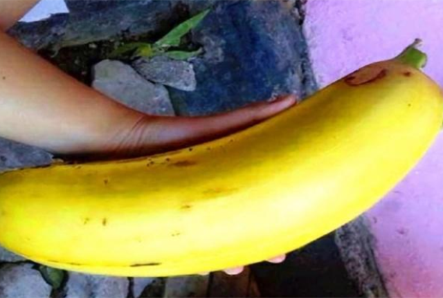 Hết hồn với giống chuối to như bắp tay, ăn một quả no nguyên ngày