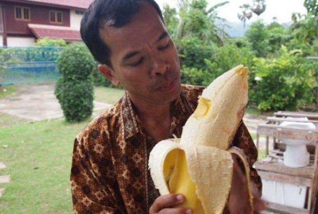 Hết hồn với giống chuối to như bắp tay, ăn một quả no nguyên ngày