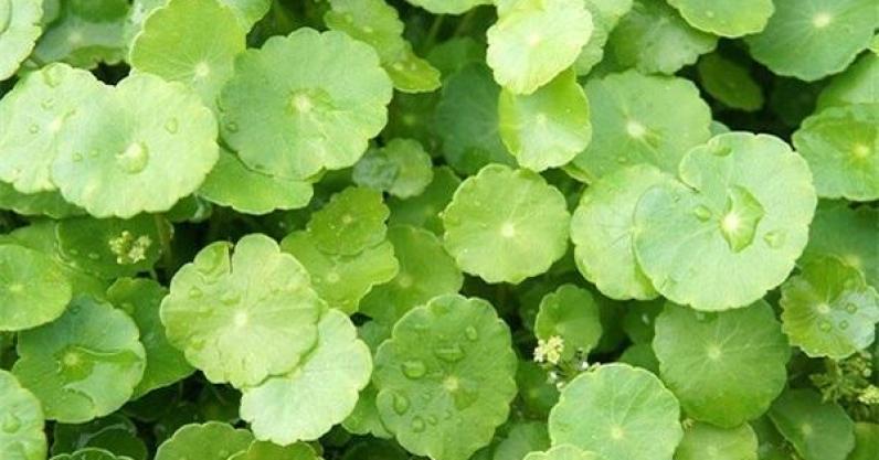 Học lỏm cách làm một loại sữa mà Hoa hậu Ngọc Hân mê như điếu đổ: Không chỉ giúp đẹp da mà còn giải tỏa được hết cả stress!