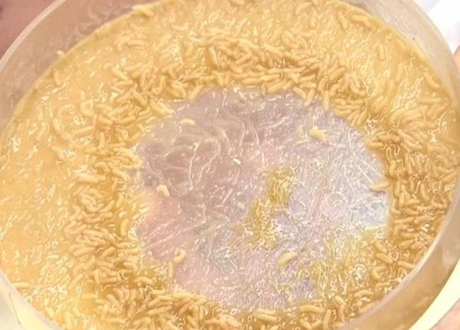 "Khóc thét" trước món ăn kinh dị được làm từ ấu trùng ruồi giấm