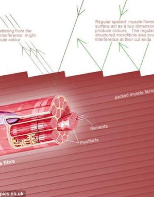 Lí giải nguyên nhân thịt bò lại ánh lên màu 7 sắc cầu vồng