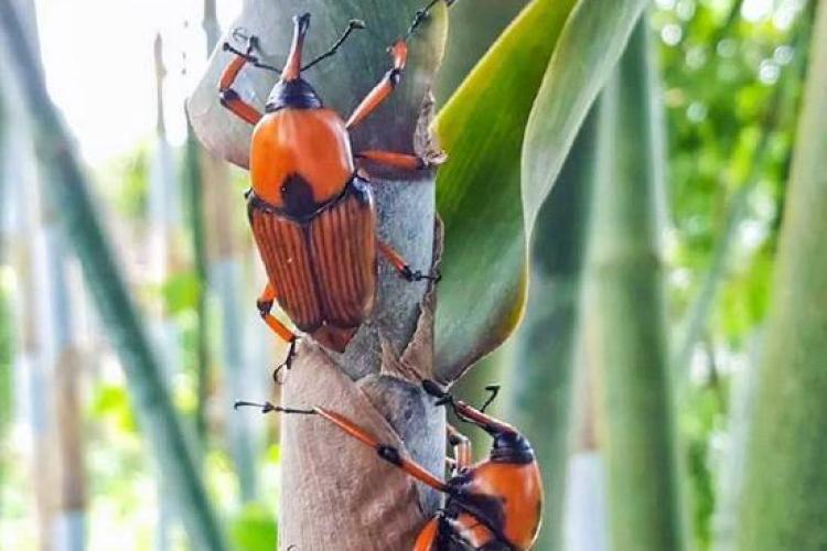 Loại bọ chuyên ăn tre, trẻ em TQ thường đi vào rừng bắt về xào