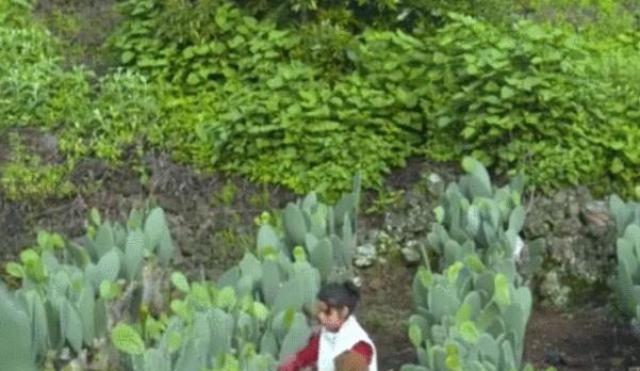 Loài cây người Việt chỉ nghe đã thấy đau nhưng người Mexico lại nghiện ăn mỗi ngày