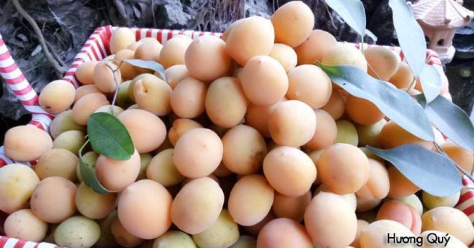 Mách chị em cách ngâm mơ tuyệt ngon, không lo nổi váng để giải nhiệt ngày hè