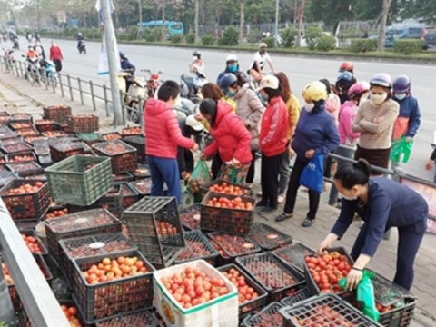 me ha noi mach cach lam tuong ca sieu sach tu ca chua giai cuu nong san Mẹ Hà Nội mách cách làm tương cà siêu sạch từ cà chua 'giải cứu' nông sản