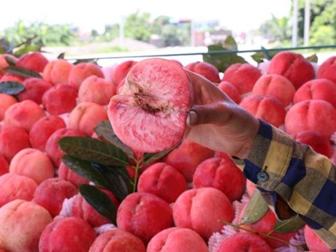 meo chon dao ngon tranh mua phai hang trung quoc Mẹo chọn đào ngon, tránh mua phải hàng Trung Quốc