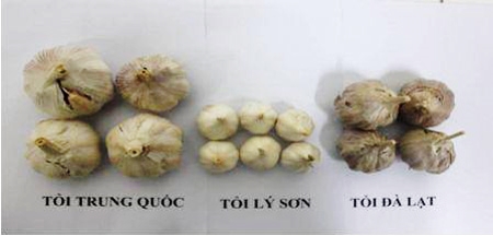 meo phan biet toi viet nam voi toi trung quoc Mẹo phân biệt tỏi Việt Nam với tỏi Trung Quốc