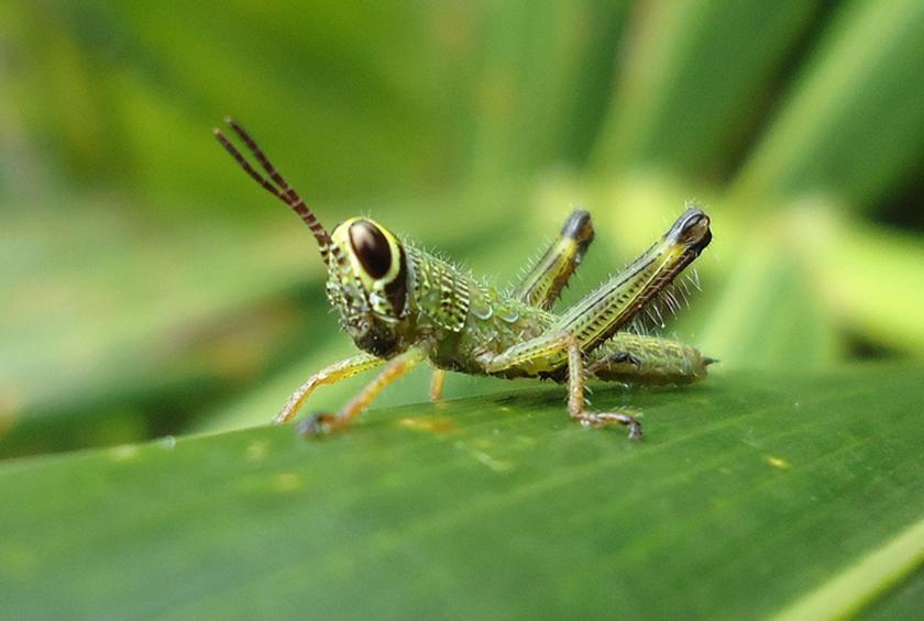 Mọi người sợ chết khiếp trong khi 2 tỷ người ăn những loại côn trùng này mỗi ngày