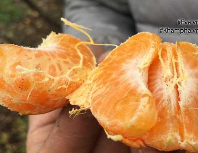 Mua cam Canh về ăn Tết, chị em nhớ để ý những điểm này để không chọn trúng hàng TQ
