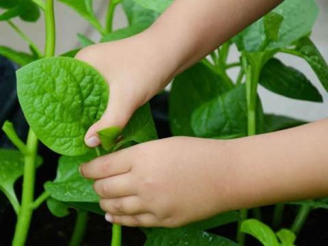 mua he an rau mung toi the nay chang khac nao thuoc doc nhat dinh phai biet d Mùa hè ăn rau mùng tơi thế này chẳng khác nào "thuốc độc", nhất định phải biết để tránh