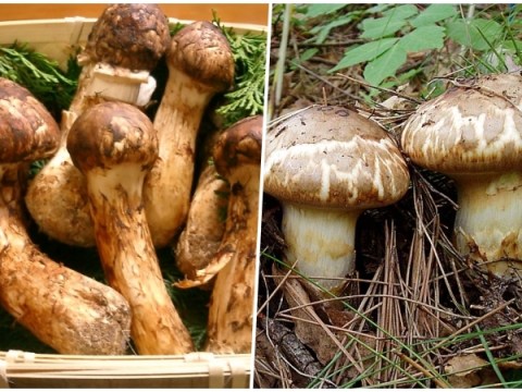 nam matsutake dac san mua thu cua nuoc nhat Nấm matsutake - đặc sản mùa thu của nước Nhật