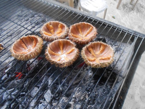 ngon kho quen voi mon cau gai dao ly son Ngon khó quên với món cầu gai đảo Lý Sơn