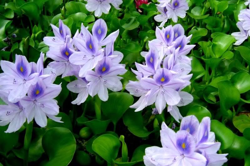 Người Hà Nội "săn lùng" bèo tây làm đặc sản