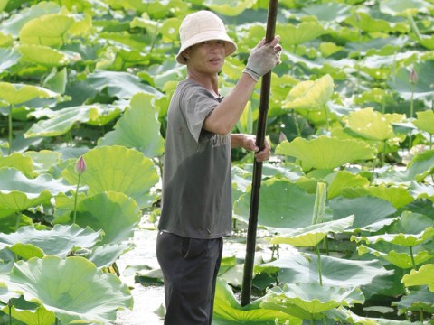 nguoi ha noi voi thu uop tra sen tuoi tay ho Người Hà Nội với thú ướp trà sen tươi Tây Hồ